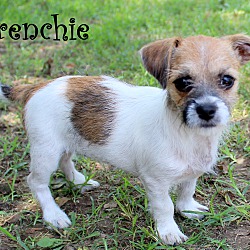 Thumbnail photo of Frenchie~adopted! #2