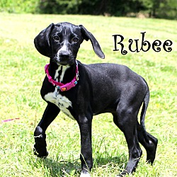 Thumbnail photo of Rubee~adopted! #2