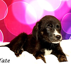 Thumbnail photo of Tate~adopted! #3