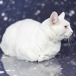 Photo of Frost