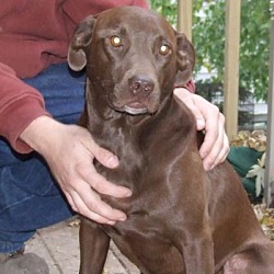 Thumbnail photo of Hershey *ADOPTED* #1