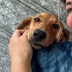 Photo of Honeybee (Adoption Pending!)