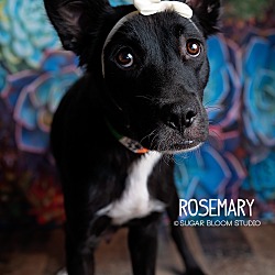 Photo of Rosemary