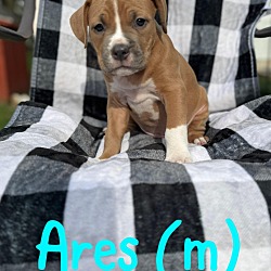 Photo of Ares