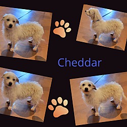 Photo of Chedder