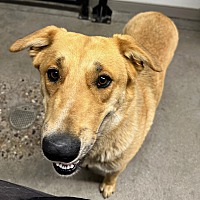 adopt a pet