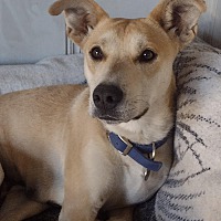 adopt a pet