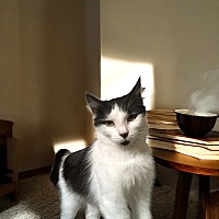 adopt a pet