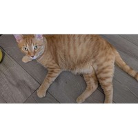 adopt-pet