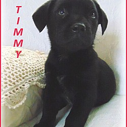 Thumbnail photo of Timmy-Adoption Pending #2
