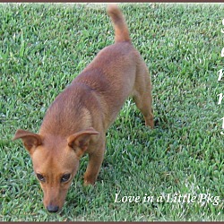 Thumbnail photo of Sammy-One Good Dog! #4