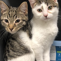 Second Chance Pet Adoptions Scpakc In Kansas City Missouri