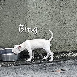 Thumbnail photo of Bing #4