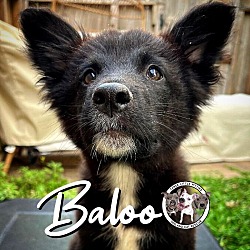 Thumbnail photo of Baloo Garcia #1