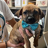 adopt a pet