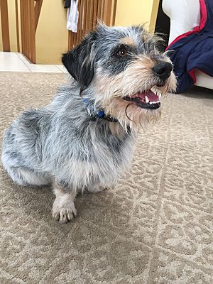 can a australian cattle dog and a shih tzu be friends