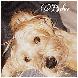 Photo of Bobo