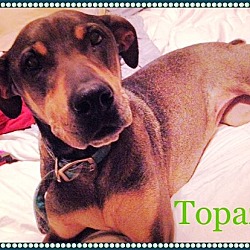 Thumbnail photo of TOPAZ - Great dog! #2