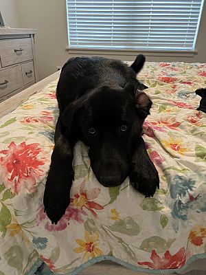 Loveland, CO - Labrador RetrieveHusky. Meet Zoey a Pet for Adoption