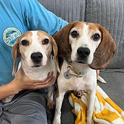 Photo of beagles
