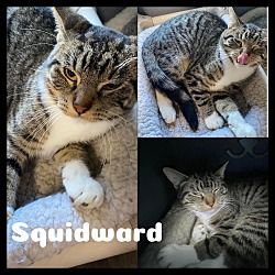 Photo of Squidward