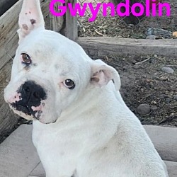 Photo of Gwyndolin