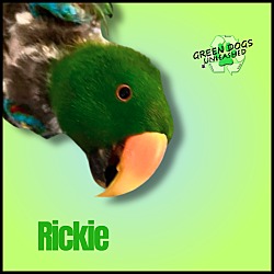 Thumbnail photo of Rickie #1