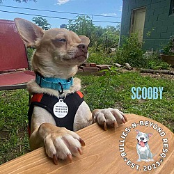 Photo of Scooby