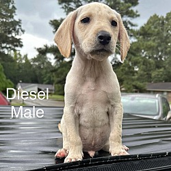 Thumbnail photo of Diesel in CT #2