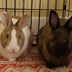 bonded pet photo