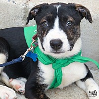 adopt a pet
