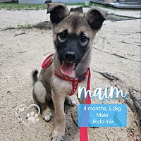 adopt a pet