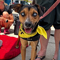 adopt a pet