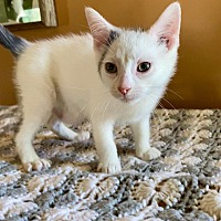 adopt-pet