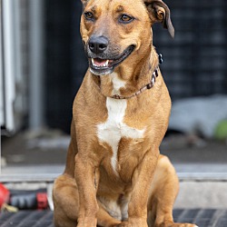 Photo of Honey-Suri