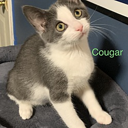 Thumbnail photo of Cougar #3
