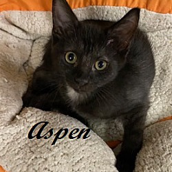Thumbnail photo of Aspen #3