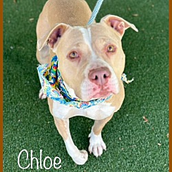 Thumbnail photo of CHLOE (Rescue Only) #2