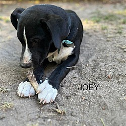 Thumbnail photo of Joey - Tiny Terrier Litter #2
