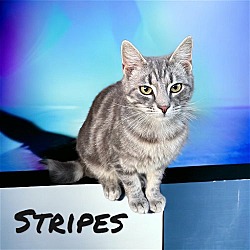 Thumbnail photo of Stripes #3