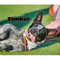 Thumbnail photo of Timber #1