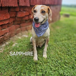 Thumbnail photo of Sapphire #1