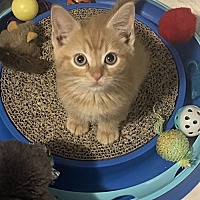 adopt a pet