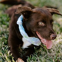 adopt a pet