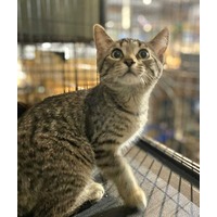 adopt-pet