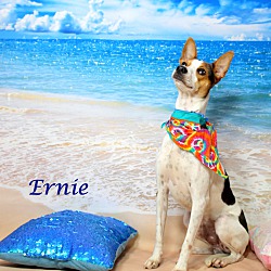 Thumbnail photo of Ernie ~ meet me! #3