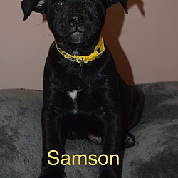 Thumbnail photo of Samson #2