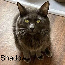 Thumbnail photo of Shadow #1