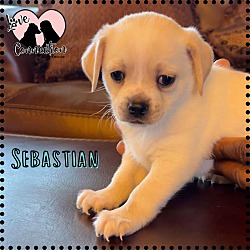 Photo of Sebastian