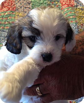 waterbury, CT - Shih Tzu. Meet ELLY a Pet for Adoption.